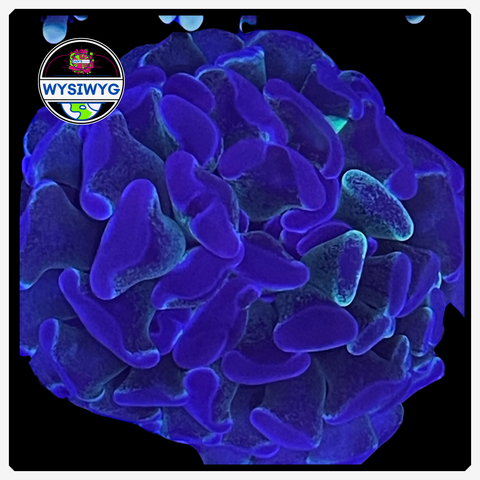 Australian Toxic Blue - Branching Hammer Frag - WYSIWYG 2