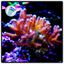 Birds of Paradise Birds Nest Coral