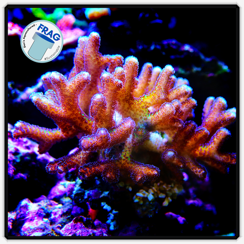 Birds of Paradise Birds Nest Coral Frag