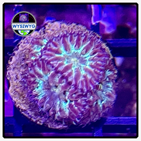 Blind Eye Blastomussa Merletti Frag WYSIWYG 1
