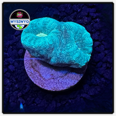 Blue Candy Cane Frag WYSIWYG 4