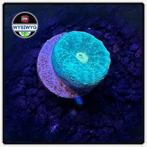 Blue Candy Cane Frag WYSIWYG 5