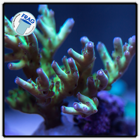 FrogSkin Blue/Green Acropora Frag