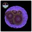 Blue Hornet Zoanthid Frag WYSIWYG 1