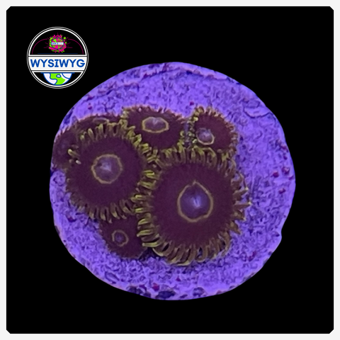 Blue Hornet Zoanthid Frag WYSIWYG 1