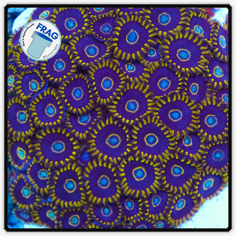 Blue Hornet Zoanthid Frag