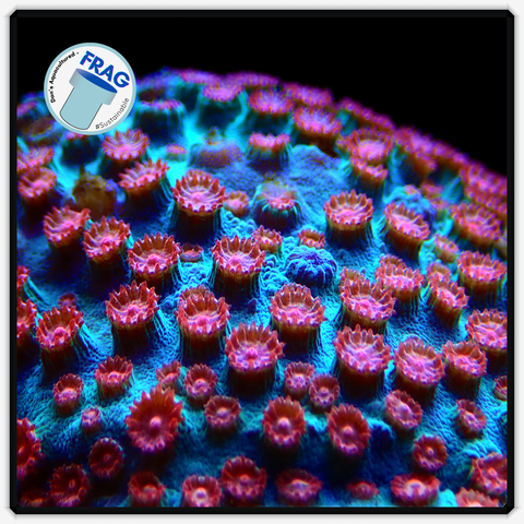 Blue Red Cyphastrea Frag