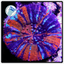 Colored Scolymia Frag