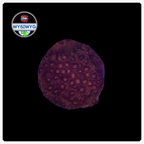 Coppertone Cyphastrea Frag WYSIWYG 1