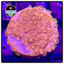 Coppertone Cyphastrea Frag WYSIWYG 1