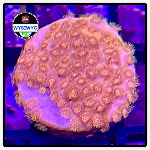 Coppertone Cyphastrea Frag WYSIWYG 1