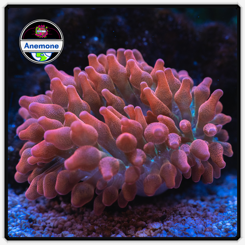 Rose Bubble Tip Anemone