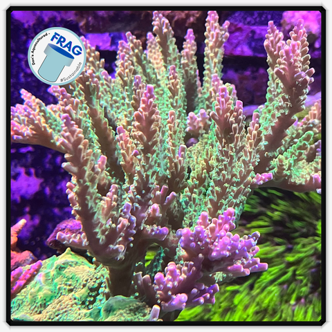 Dan's Lemon Acropora Frag