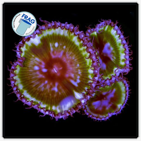 Dan's Palythoa Grandis Frag