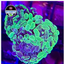 Death Wish Branching Hammer Frag WYSIWYG 1