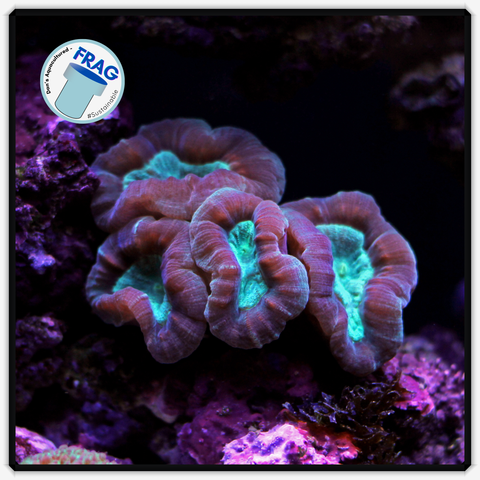 Dual Tone Candy Cane Frag