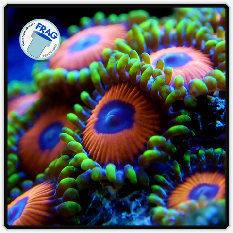 Eagle Eye Zoanthid Frag