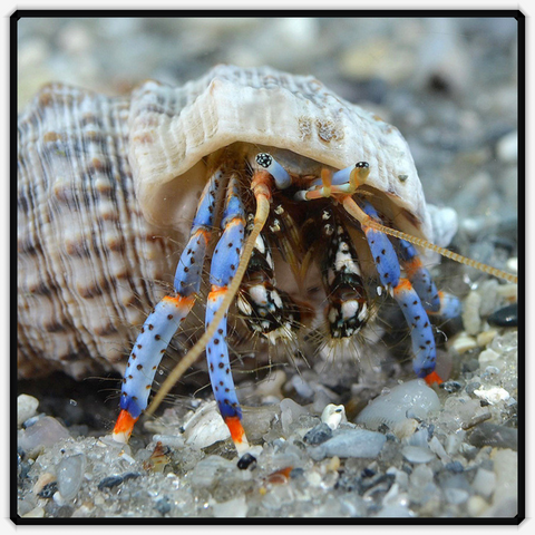 Electric Blue Hermit Crab