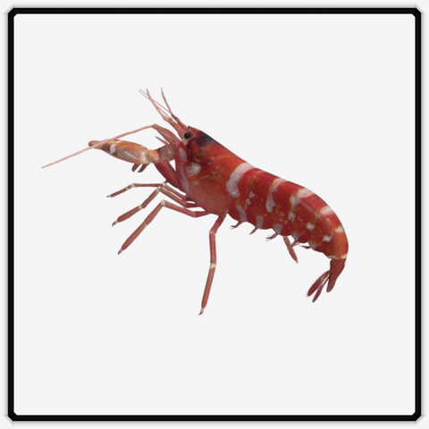 Tiger Pistol Shrimp