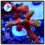 Forest Fire Montipora Digitata Frag