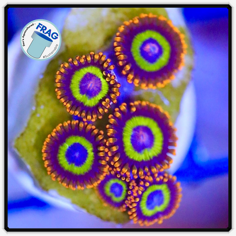 Fruitloops Zoanthid Frag