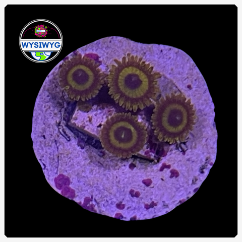 Fruitloops Zoanthid Frag WYSIWYG 1