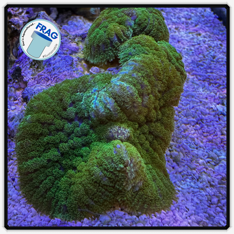 Fuzzy Green Rhodactis Mushhroom Frag