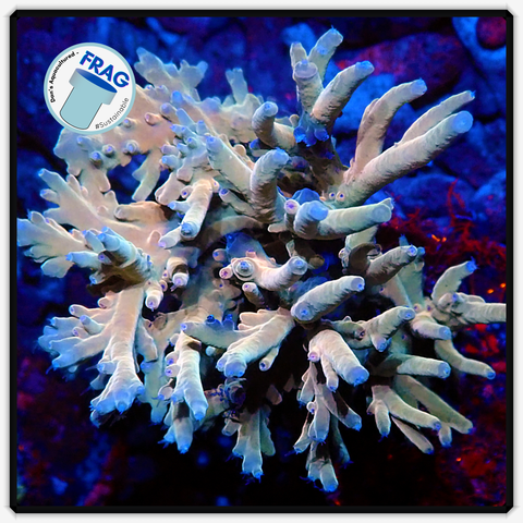 Golden Rod Acropora Frag