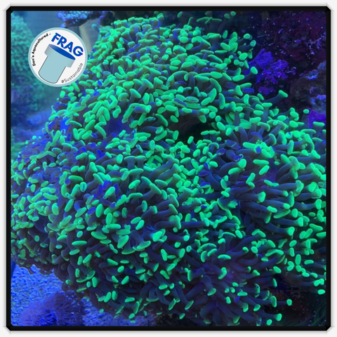 Green Branching Hammer Frag