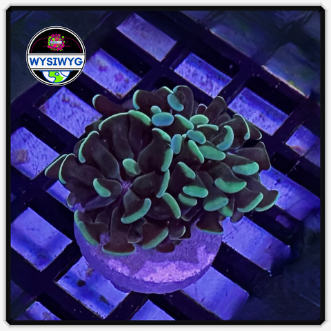 Green Branching Hammer Frag WYSIWYG 5