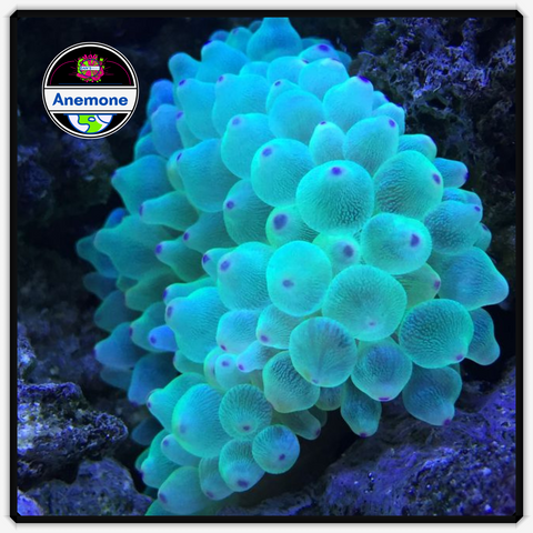 Green Bubble Tip Anemone