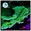 Green Montipora Capricornis Frag