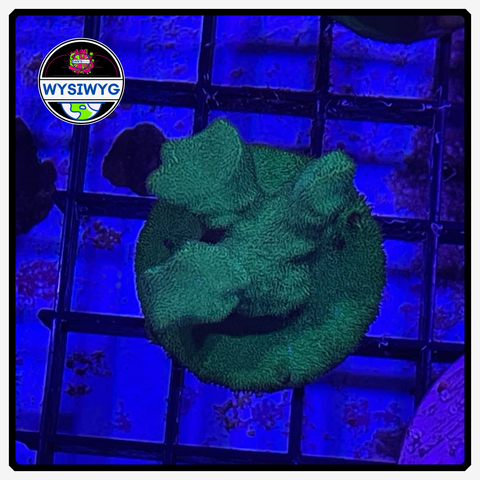 Green Psammocora Frag WYSIWYG 1