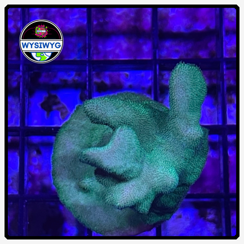 Green Psammocora Frag WYSIWYG 1