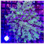 Green & Purple Tip Frogspawn Frag WYSIWYG 1