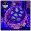 Hell Rider Favia Frag WYSIWYG 1