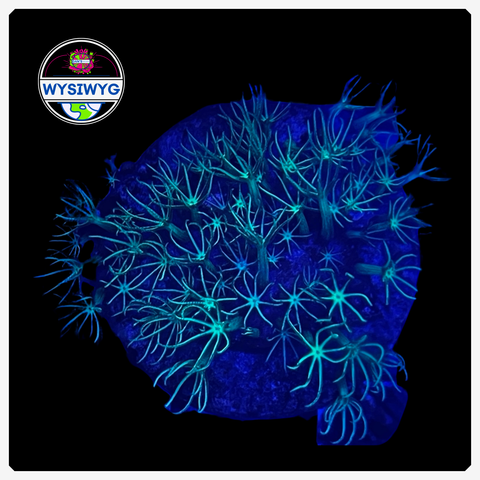 Highligher Green Star Polyp Frag WYSIWYG 1