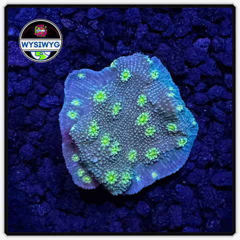 Hollywood Stunner Chalice Frag WYSIWYG 4