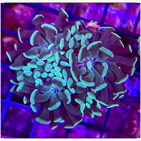 Hotshot Hammer Frag WYSIWYG 1