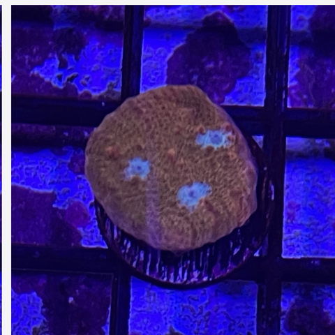 Jason Fox Orange Zombie Chalice Frag WYSIWYG 1