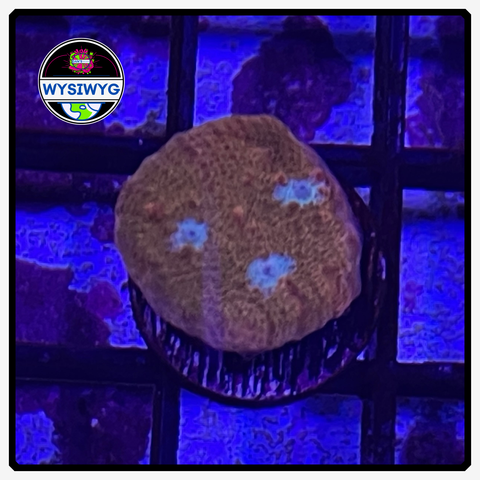 Jason Fox Orange Zombie Chalice Frag WYSIWYG 1