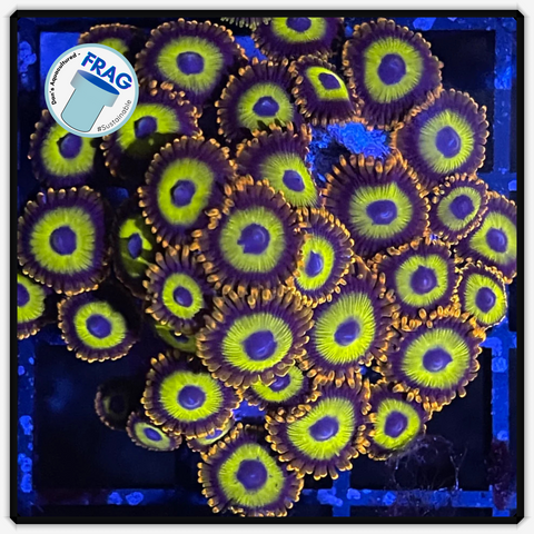 Jungle Juice Zoanthid Frag