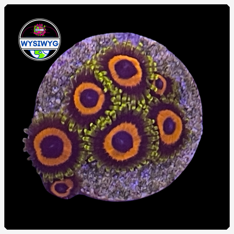 Jungle Juice Zoanthid Frag WYSIWYG 1