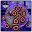 Jungle Juice Zoanthid Frag WYSIWYG 1