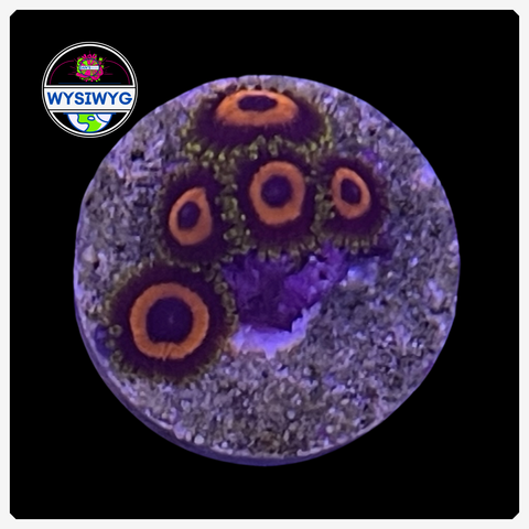 Jungle Juice Zoanthid Frag WYSIWYG 2