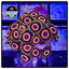 Jungle Juice Zoanthid Frag WYSIWYG 3