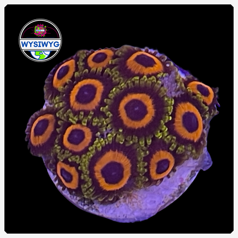 Jungle Juice Zoanthid Frag WYSIWYG 4