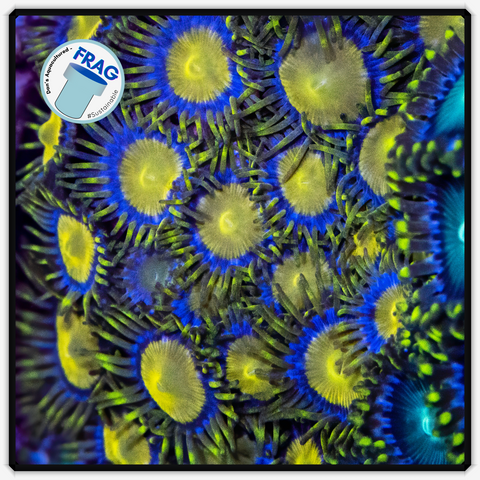 King Midas Zoanthid Frag