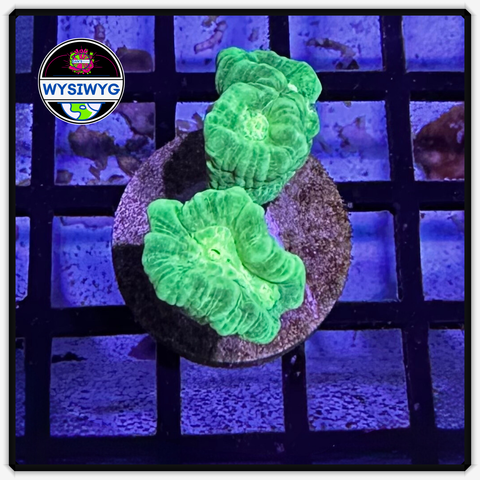 Kryptonite Candy Cane Frag WYSIWYG 1