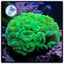 Kryptonite Candy Cane Frag